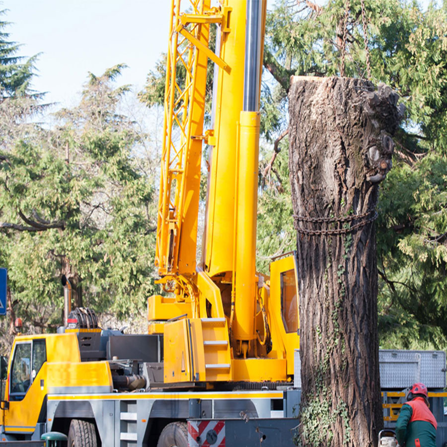 Frank-Falcon-Tree-services-company-West-Orange-NJ Frank-Falcon-Tree-services-company-West-Orange-NJ